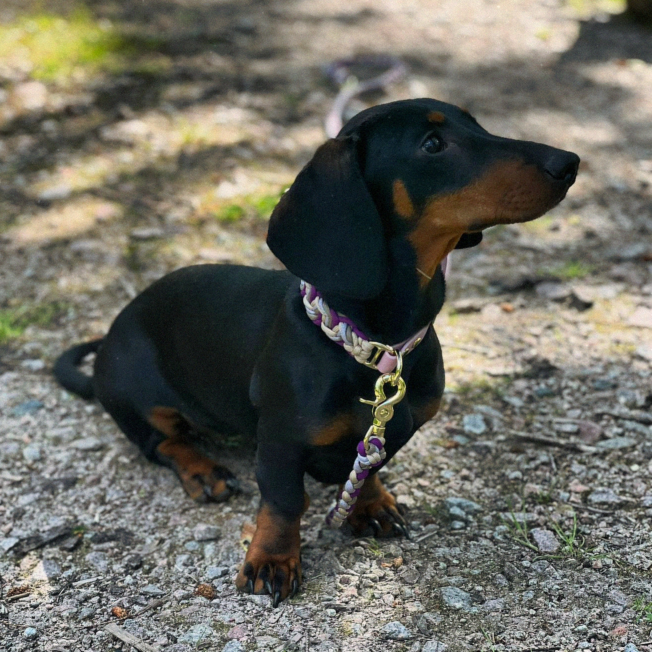 Paracord Hundehalsband Heidi