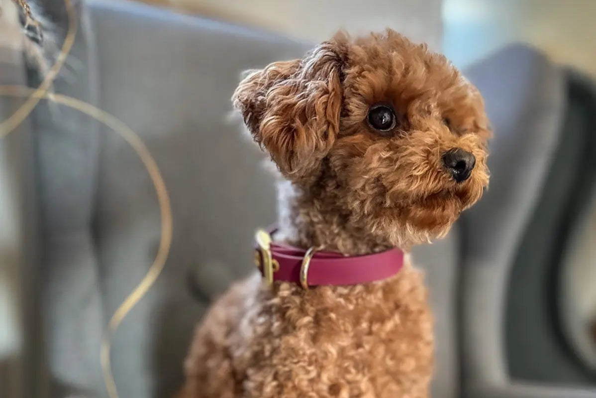 Biothane Hundehalsband Kiwi