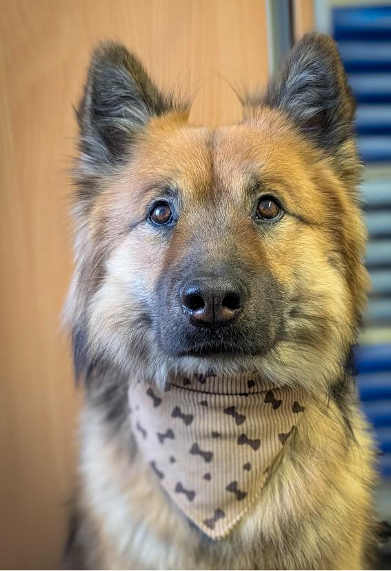 Hundehalstuch ohne Knoten - „Forever Puppy“ Kollektion