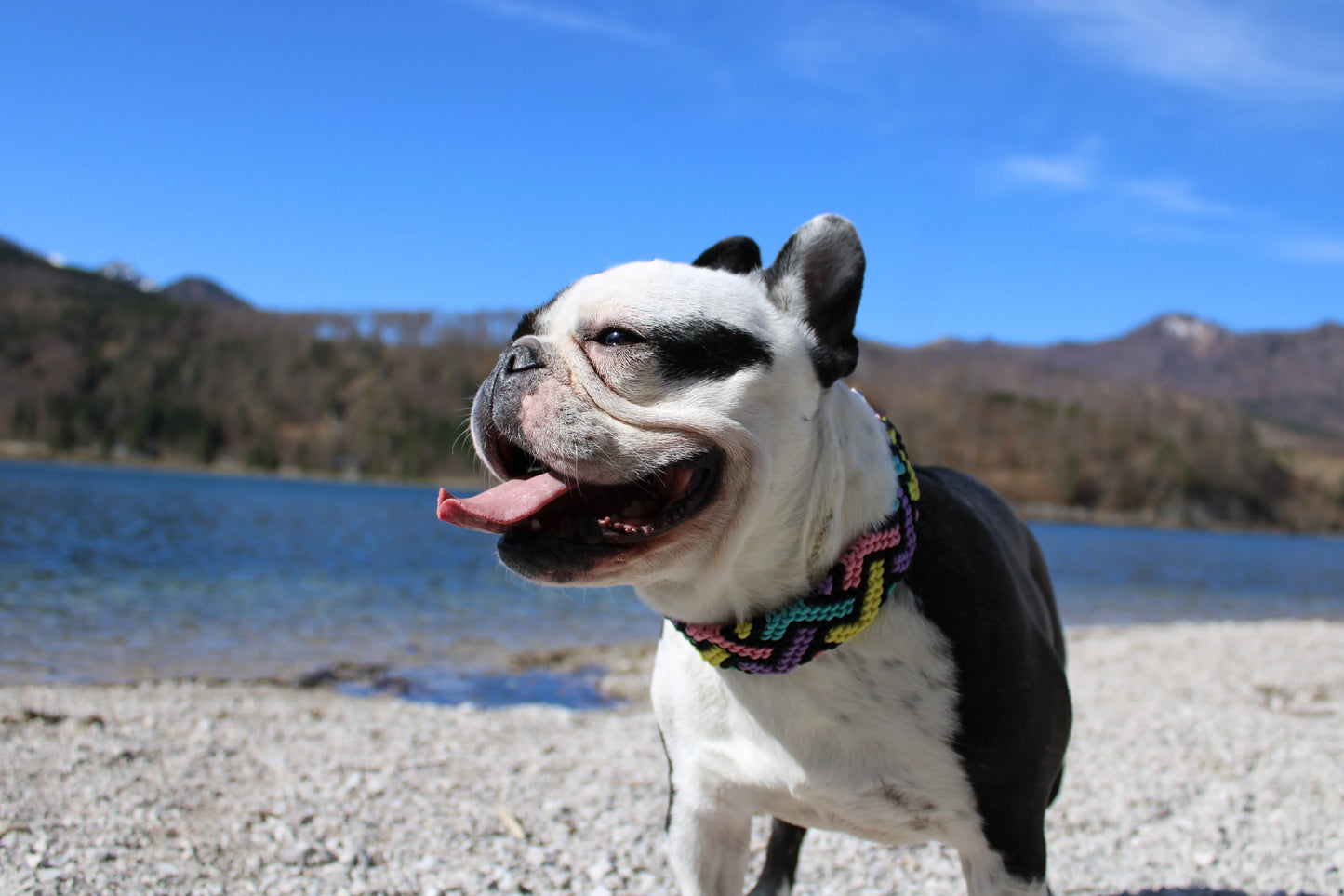 Paracord Hundehalsband Bella