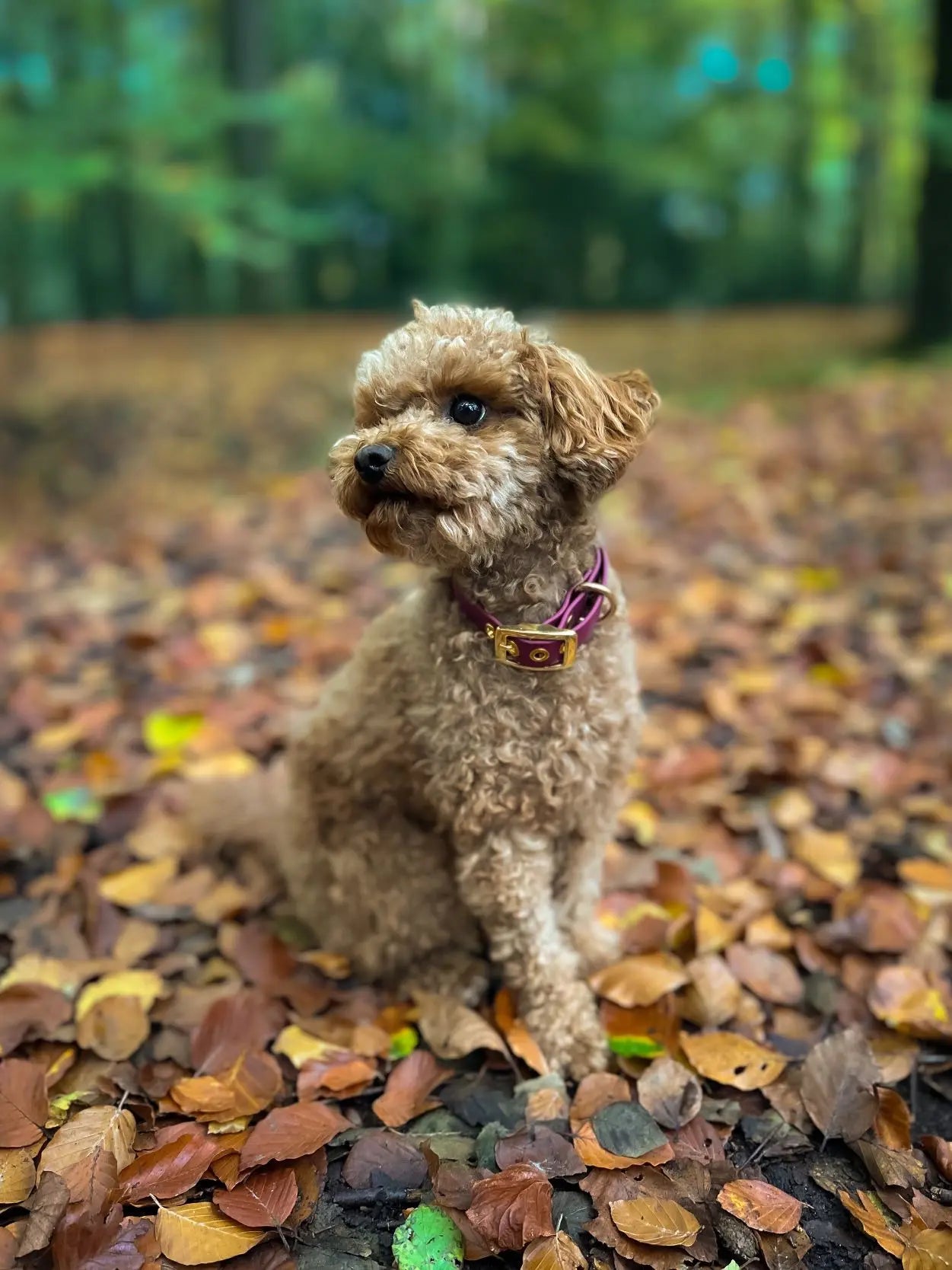 Biothane Hundehalsband Kiwi