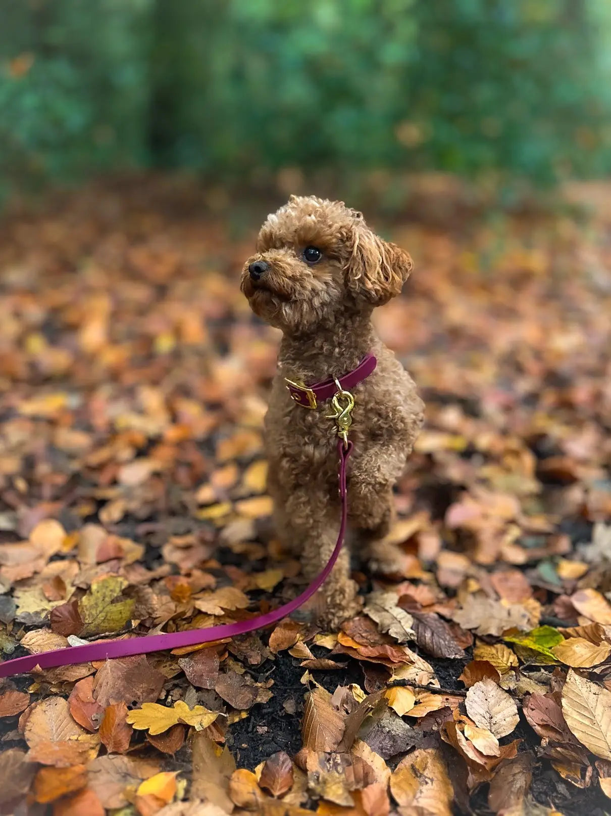 Biothane Hundeleine Kiwi