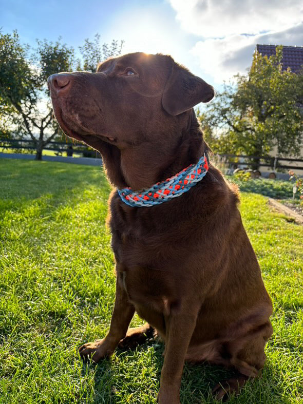 Paracord Hundehalsband Fritz