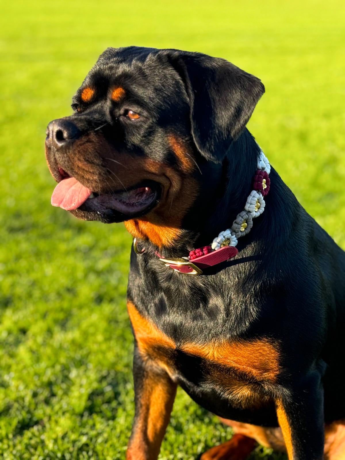 Paracord Hundehalsband Fee