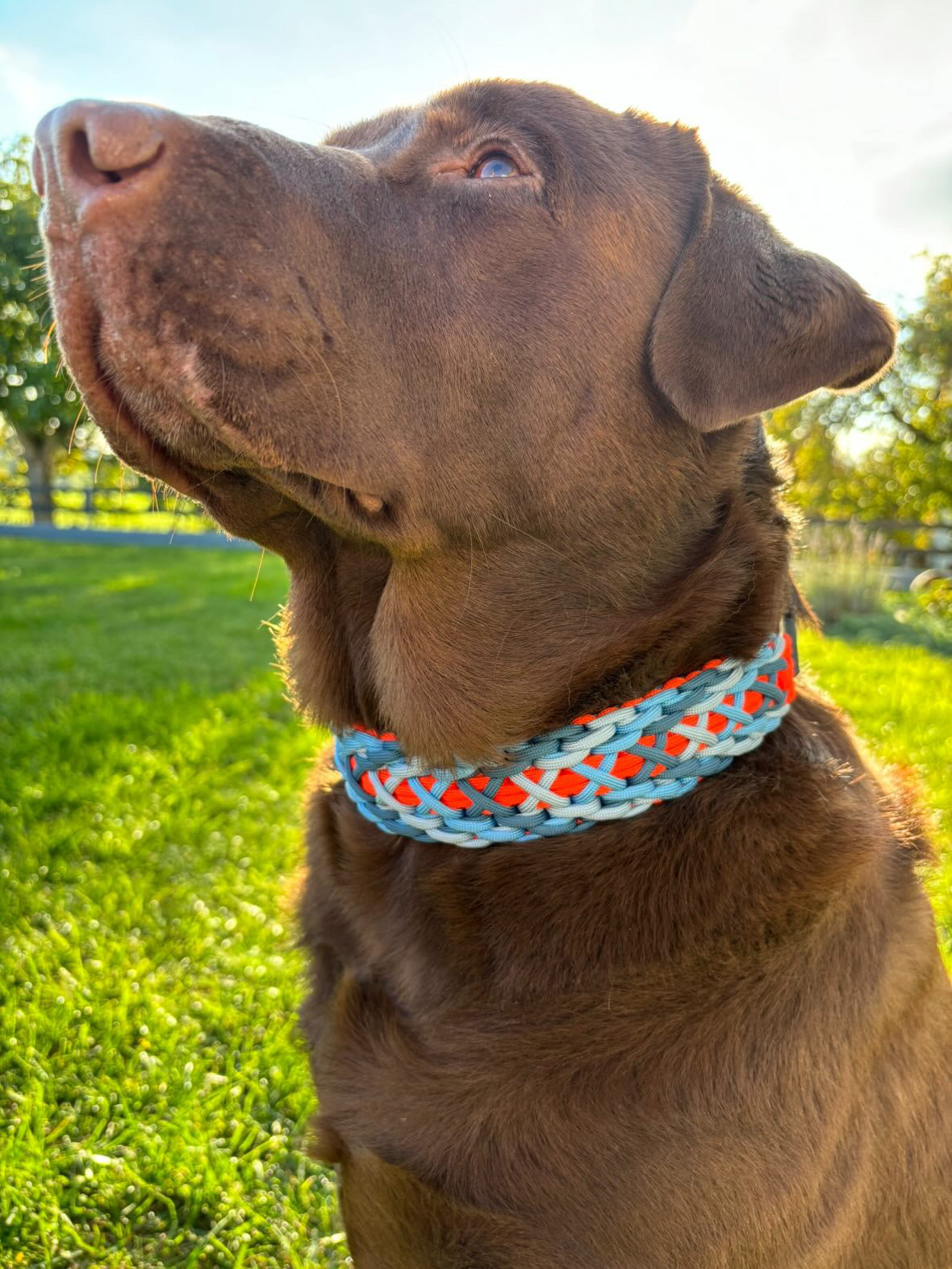 Paracord Hundehalsband Fritz