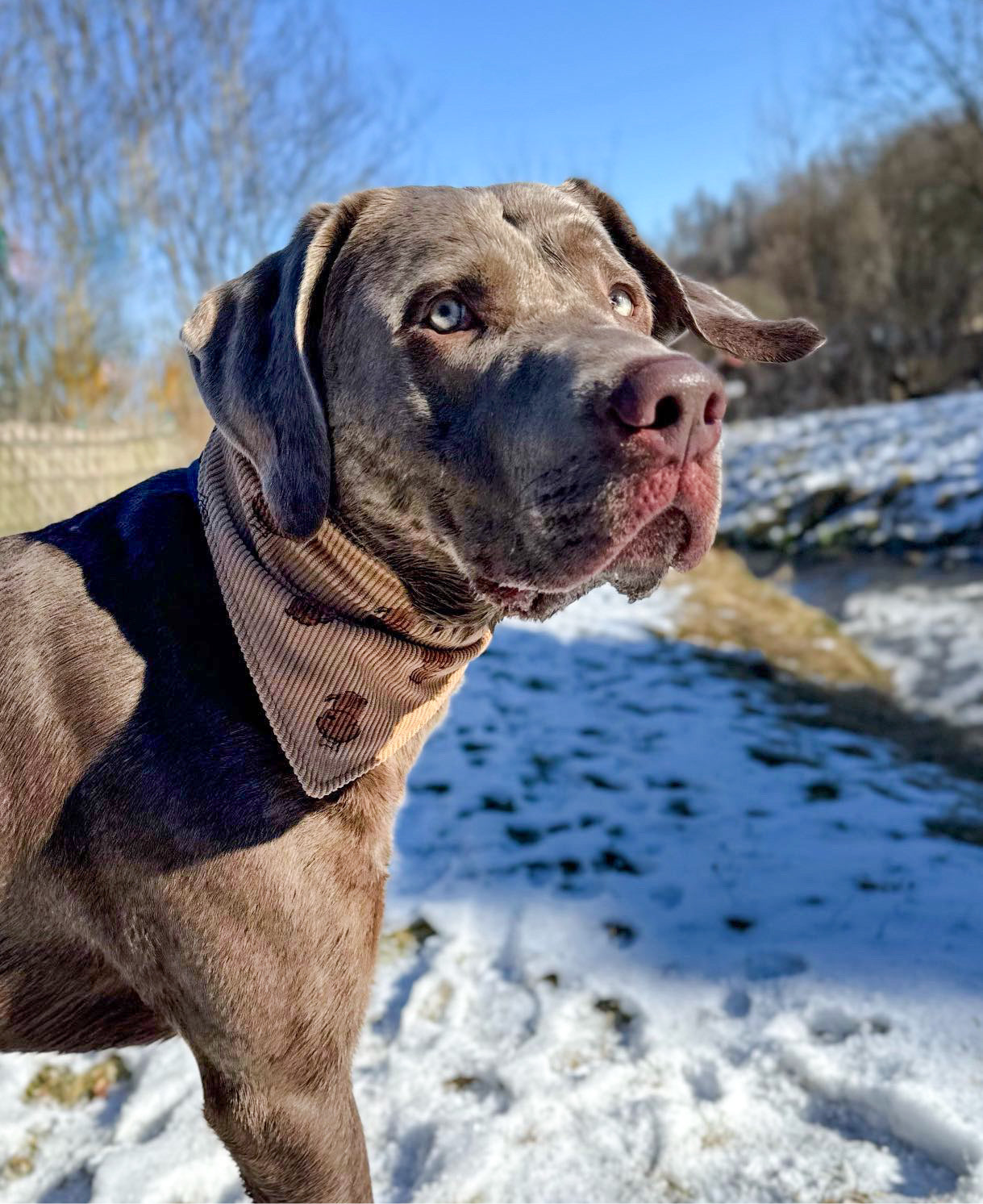 Hundehalstuch ohne Knoten - „Forever Puppy“ Kollektion