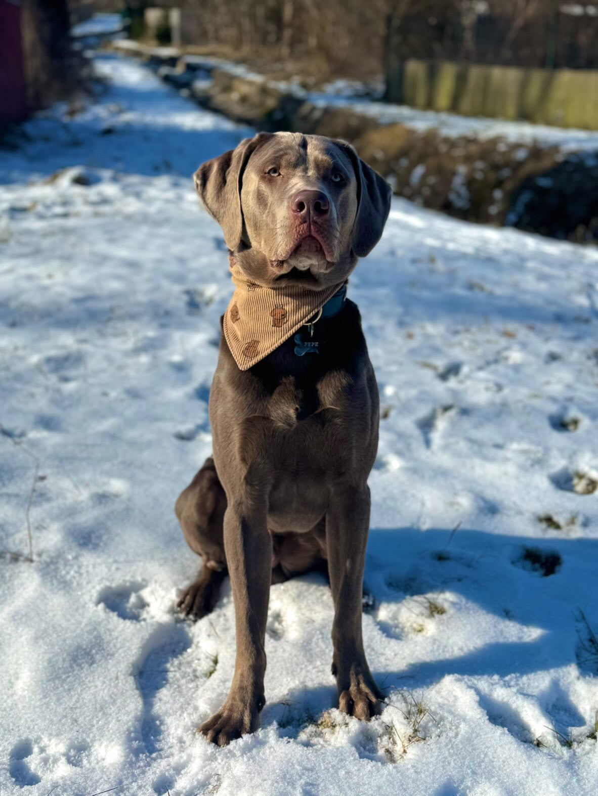 Hundehalstuch ohne Knoten - „Forever Puppy“ Kollektion