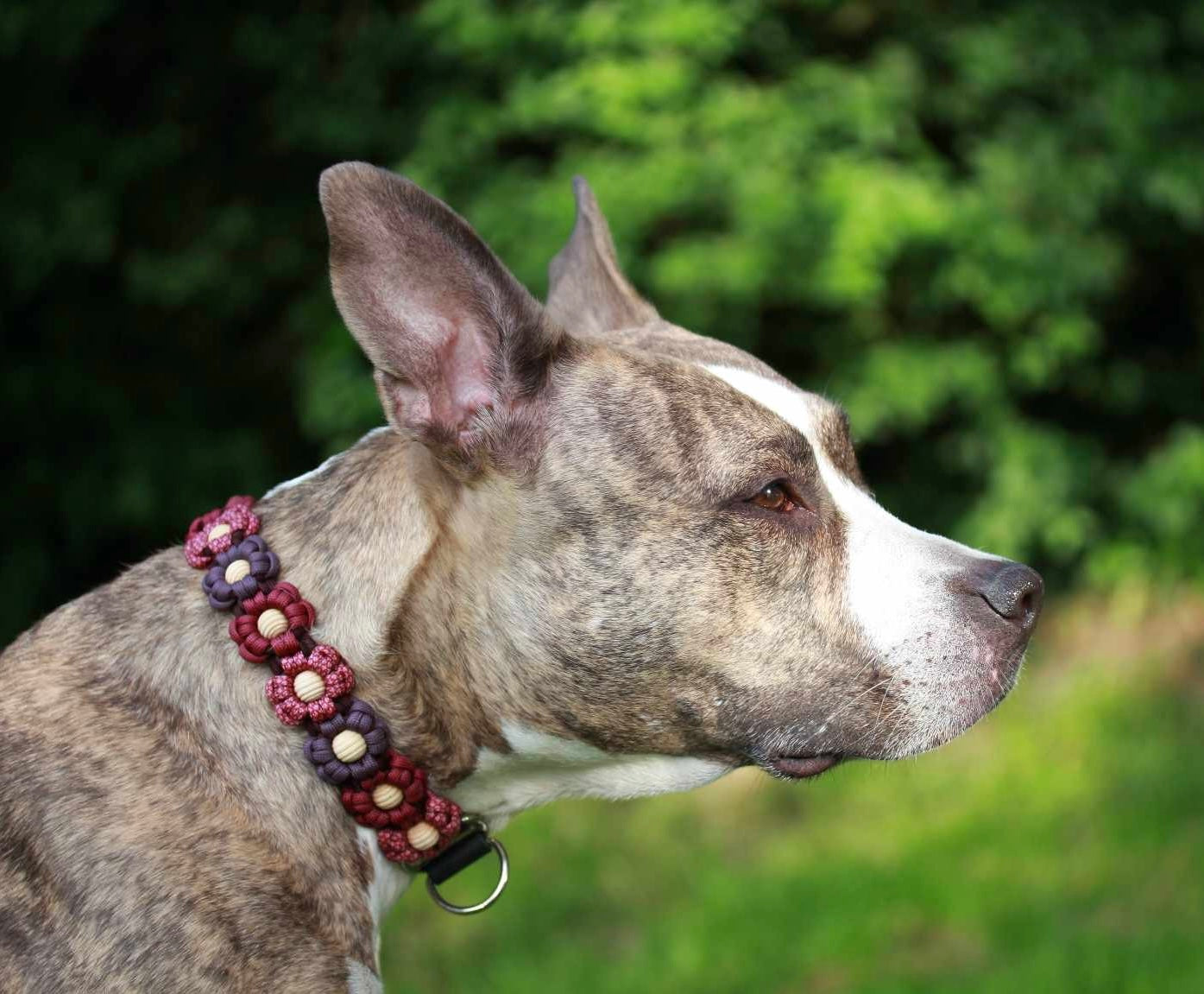 Paracord Hundehalsband Honey