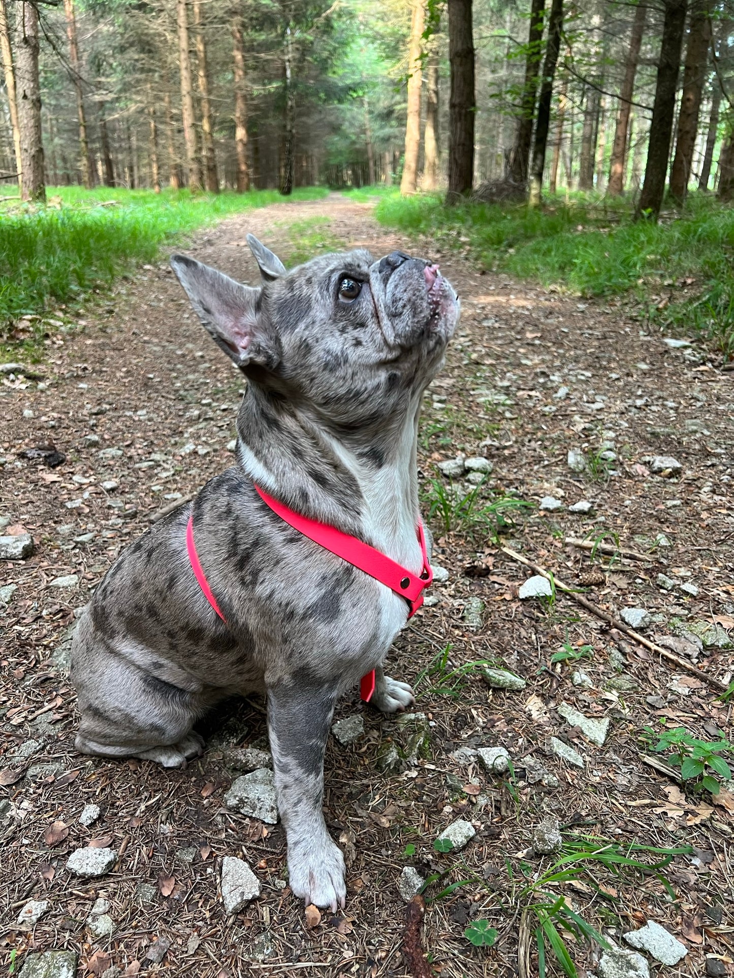 Biothane Brustgeschirr