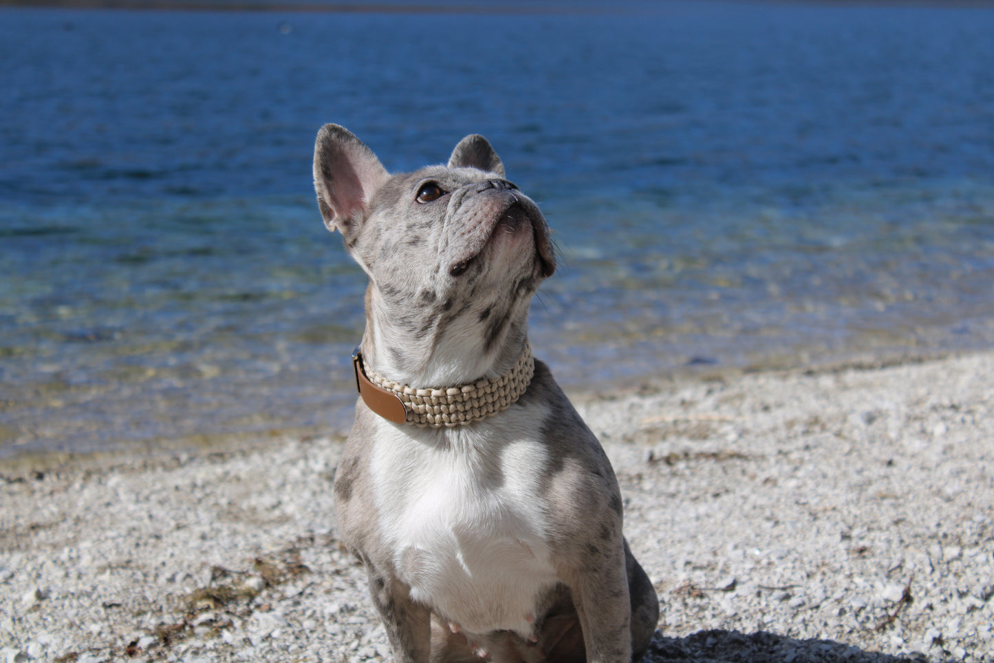 Paracord Hundehalsband Stella