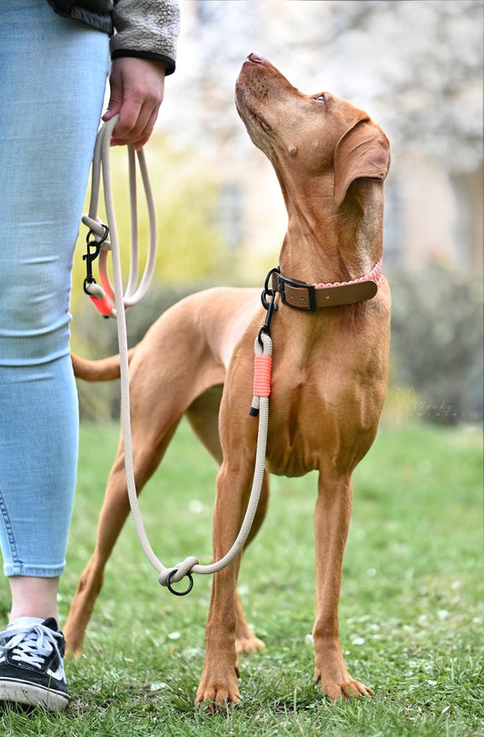 Wie finde ich die richtige Leinenlänge für meinen Hund?