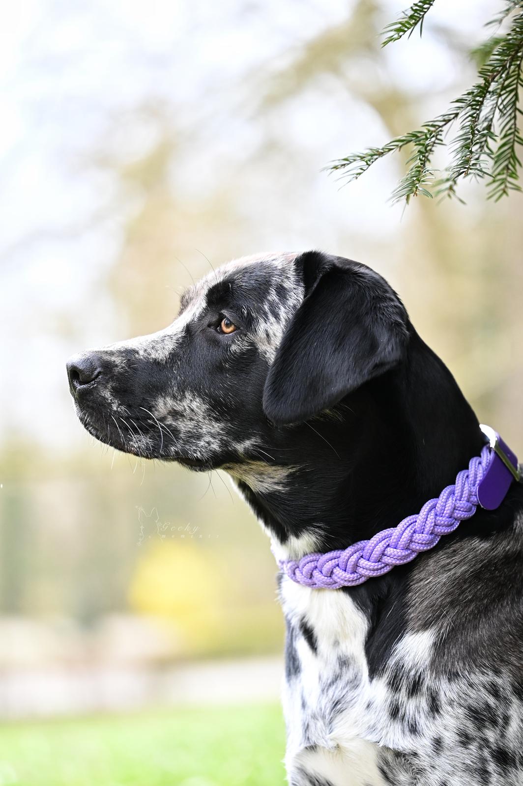 Paracord vs. Biothane – Welche Leine passt besser zu dir und deinem Hund?