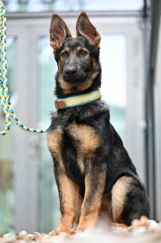 5 Gründe, warum eine Paracordleine die perfekte Wahl für deinen Hund ist