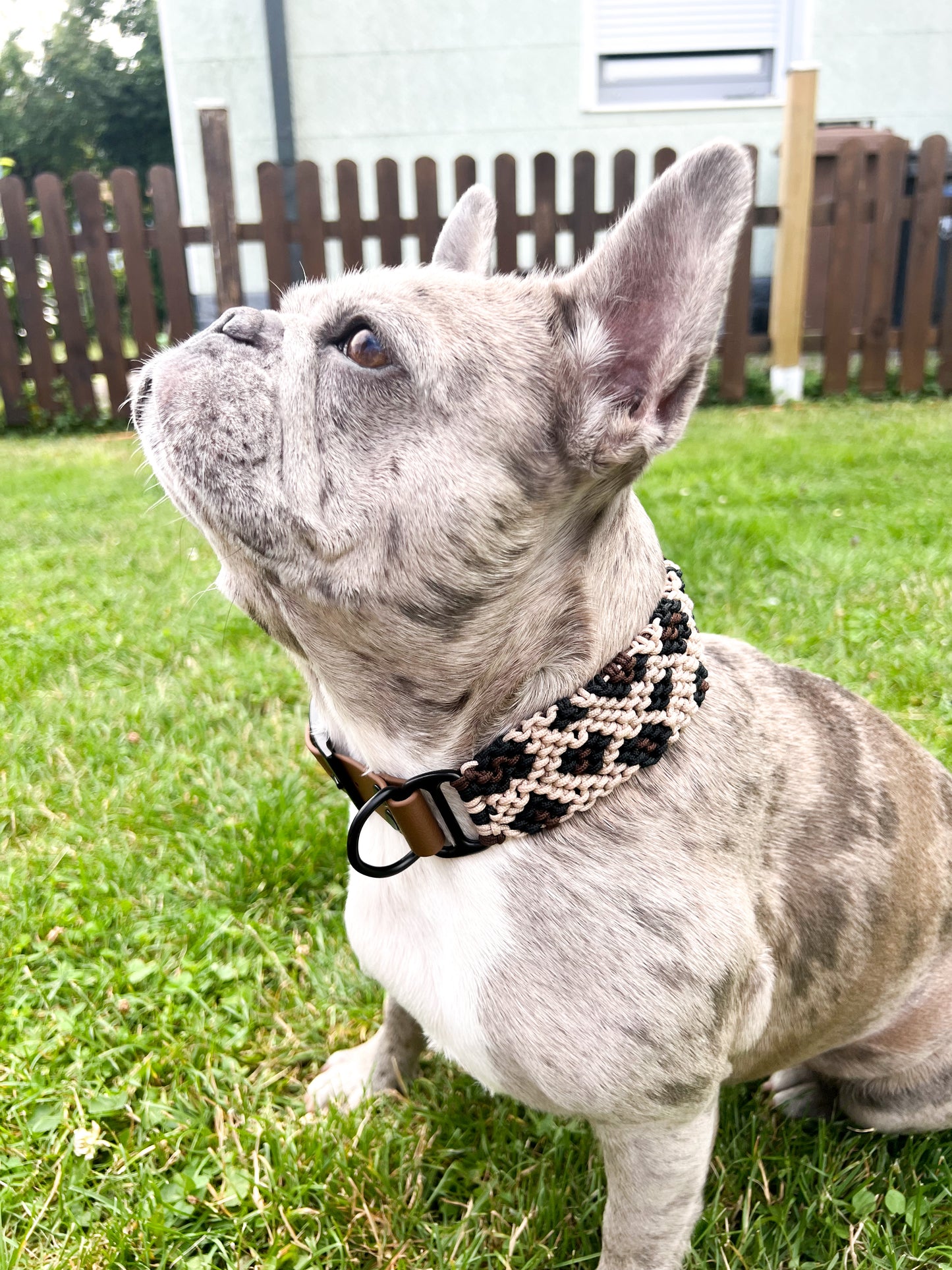 Paracord Hundehalsband Savannah